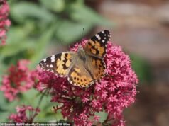 O ‘Painted Lady Summer’, que acontece uma vez a cada década, vê um grande número de borboletas migratórias chegar ao Reino Unido.