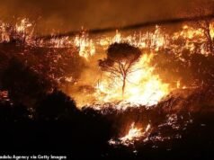 Incendiários usaram gatos vadios como iniciadores de incêndio durante a emergência de incêndio florestal na Itália, disse a polícia