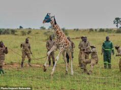 Fora do pescoço! A girafa calma recebe tratamento VIP enquanto os guardas levam o gigante para uma nova casa