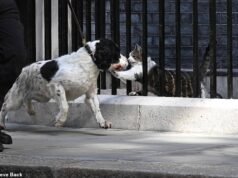 Burnham diz que não mudará seu cachorrinho ‘raivoso’ Axel para Downing Street porque ele ‘não se daria bem’ com o gato Larry
