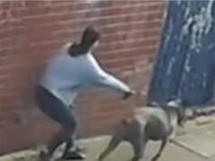 Crianças de seis e 11 anos foram levadas às pressas para o hospital após serem atacadas por um cachorro no parquinho: Polícia divulga CCTV