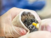 Ouriços e raposas estão sendo levados para centros de resgate de animais com suspeita de insolação, à medida que as temperaturas aumentam em todo o Reino Unido