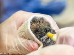 Ouriços e raposas estão sendo levados para centros de resgate de animais com suspeita de insolação, à medida que as temperaturas aumentam em todo o Reino Unido