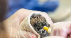 Ouriços e raposas estão sendo levados para centros de resgate de animais com suspeita de insolação, à medida que as temperaturas aumentam em todo o Reino Unido