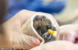 Ouriços e raposas estão sendo levados para centros de resgate de animais com suspeita de insolação, à medida que as temperaturas aumentam em todo o Reino Unido