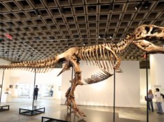 O fóssil do T. rex foi vendido por US$ 50,1 milhões, colocando King de volta ao topo