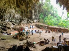 Parentes humanos como os hobbits provavelmente não faziam fogo nem caçavam