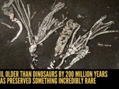 Um fóssil 200 milhões de anos mais velho que os dinossauros preservou algo incrivelmente raro