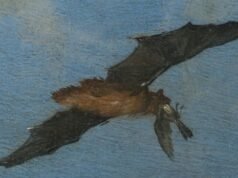 Os morcegos podem capturar e comer pássaros em pleno vôo. Um pintor conhecido pelos cientistas há talvez 400 anos