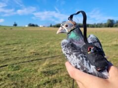 A mudança na visão dos pombos pode ajudar os drones a navegar mais como pássaros: pesquisa da UBC