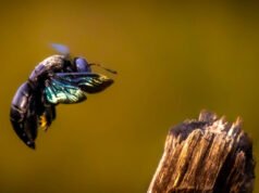 Os cientistas expuseram os besouros a baixas doses de um pesticida moderno; As abelhas sobreviveram, mas os genes associados à produção da próxima geração começaram a mudar