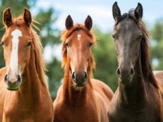 Cientistas mostraram a cavalos vídeos silenciosos de lobos e observaram seus corações dispararem mesmo quando não demonstravam medo aparente, levantando novas questões para cavaleiros e tratadores.