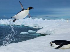 Os cientistas acompanharam mais de 6.000 mergulhos de pinguins sob o gelo marinho da Antártida e descobriram que alcançar uma presa pode ser difícil, mesmo quando esta não é invisível.