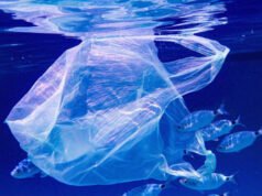 Os microplásticos chegam a um dos ecossistemas mais isolados da Terra: os animais do Oceano Índico transportam 14,7 vezes mais partículas do que as amostras do Oceano Pacífico