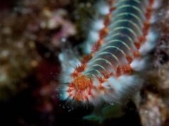 Os cientistas encontraram um antigo verme marinho com mandíbulas nunca antes vistas, feitas de um misterioso “biometal”, uma descoberta que pode reescrever tudo o que sabemos sobre a natureza.