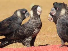 Os cientistas rastrearam cacatuas australianas ameaçadas de extinção durante três épocas de reprodução e encontraram pesticidas em 80% das amostras de sementes, algumas centenas de vezes superiores aos limites regulamentares.
