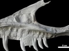 Os restos do crânio de dinossauro encontrados no acampamento. ‘Tio-avô’ de Rex, mostra estudo de Alberta