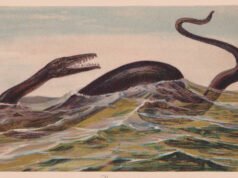 Um fóssil ficou preso em uma rocha em um museu japonês por 30 anos. Os cientistas agora pensam que pode pertencer a um réptil marinho desconhecido