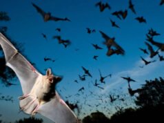 Os cientistas descobriram que os morcegos-ferradura japoneses que vivem juntos em colônias lotadas resolvem um problema barulhento do sonar, mudando gradualmente seus chamados de ecolocalização para corresponder à frequência uns dos outros.