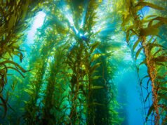Enquanto o El Niño cozinha o Pacífico, cientistas da Califórnia alertam que o oceano está perdendo oxigênio