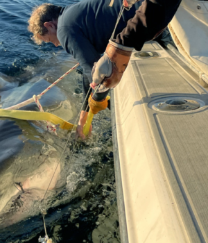 1_17_2025_Ongoing_Field_Research_WhiteShark_Contender_Brett_McBride-1.png