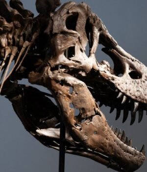 2026-07-01t164640z-955031154-rc235ma5m4mz-rtrmadp-3-auction-dinosaur-new-york.jpg
