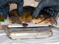 Nas profundezas deste lago, um câncer infeccioso está se espalhando
