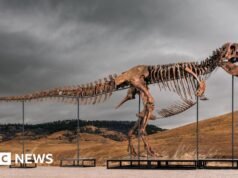 Tiranossauro Rex é o dinossauro mais caro já vendido – BBC