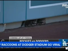 Bebês guaxinins fazem uma visita inesperada ao Dodger Stadium