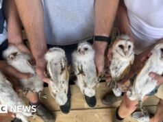 Fazenda de Peterborough se alegra após ninho de seis corujas brancas – BBC