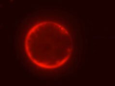 Cientistas constroem uma célula do zero e pesquisadores dizem que ‘podemos projetá-la’