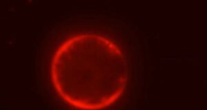 Cientistas constroem uma célula do zero e pesquisadores dizem que ‘podemos projetá-la’
