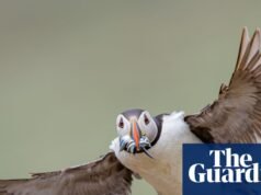 Semana da vida selvagem: um almoço com sapos, um pinguim amante do surf e um aspirante a saltador de árvores – The Guardian