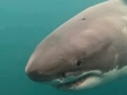 Grande tubarão branco de 16 pés encontrado com um buraco perfeitamente circular na cabeça – os cientistas sabem exatamente o que o causou