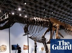 Fóssil de T rex ‘Gus’ é vendido por US$ 50,1 milhões em leilão de Nova York, estabelecendo novo recorde | Nova Iorque