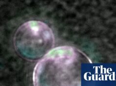 ‘Lindas bolhas’: a vida artificial está um passo mais perto à medida que os cientistas usam DNA feito em laboratório para criar células