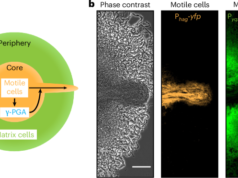 As células de Bacillus subtilis podem escapar dos biofilmes formando um hidrogel que as repele