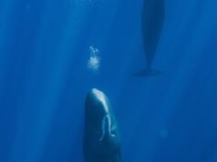 Pesquisadores marcaram 42 gigantes adormecidos no Círculo Polar Ártico – e fizeram uma descoberta de tirar o fôlego
