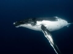 Durante décadas, uma única baleia chamou numa frequência que nenhuma outra baleia atende, e ninguém pode dizer se ela está realmente sozinha ou simplesmente falando uma língua que o resto do oceano não consegue ouvir.