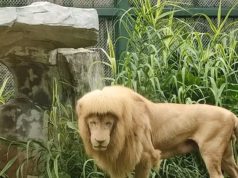 Hang Hang, o leão mundialmente famoso que se tornou um ícone para seu MULLET, morreu aos 17 anos.