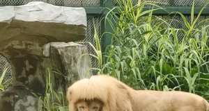 Hang Hang, o leão mundialmente famoso que se tornou um ícone para seu MULLET, morreu aos 17 anos.