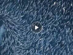 “Eu não conseguia acreditar no que estava vendo. De repente, o enorme cardume de peixes se separou e um grande branco saiu do fundo…”