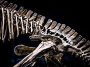 Cientistas descobrem dinossauro de 210 milhões de anos no Zimbábue