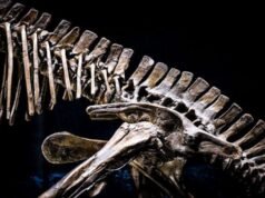 Cientistas descobrem dinossauro de 210 milhões de anos no Zimbábue