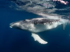 “Ela não atinge a maturidade sexual antes dos 150 anos e pode ficar grávida por enormes 18 anos”. Os 10 animais que vivem mais tempo no planeta