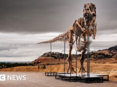 T. rex pode se tornar o fóssil mais caro de todos os tempos – mas é um problema para os cientistas – BBC