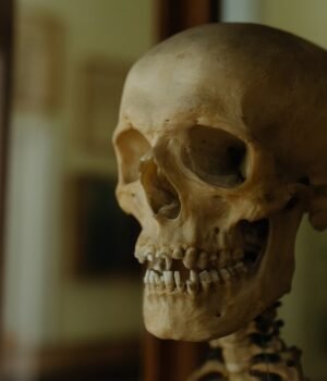 A-Human-Skull.jpg