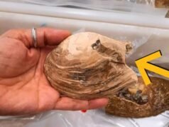 Técnica reprodutiva semelhante a alienígena encontrada em fóssil de 125 milhões de anos: Science Alert