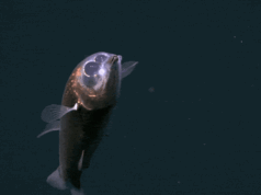 Primeira filmagem de peixe de barril fantasma capturado no Atlântico profundo: Alerta Científico