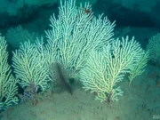 O recife de coral supostamente morto do Benin foi redescoberto repleto de vida